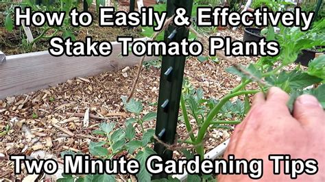 how to stake indeterminate tomatoes